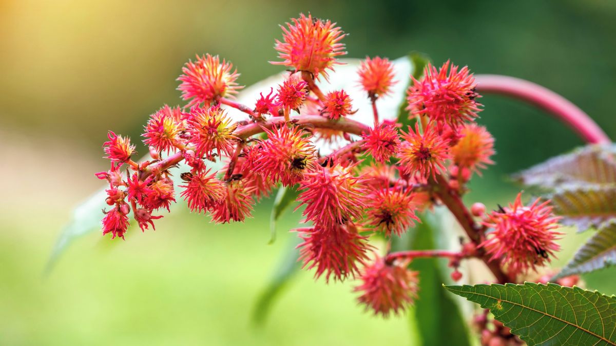 Nebyla to otrava rybami ale ricinem. Italská policie řeší smrt dcery a manželky bývalého starosty po vánoční večeři